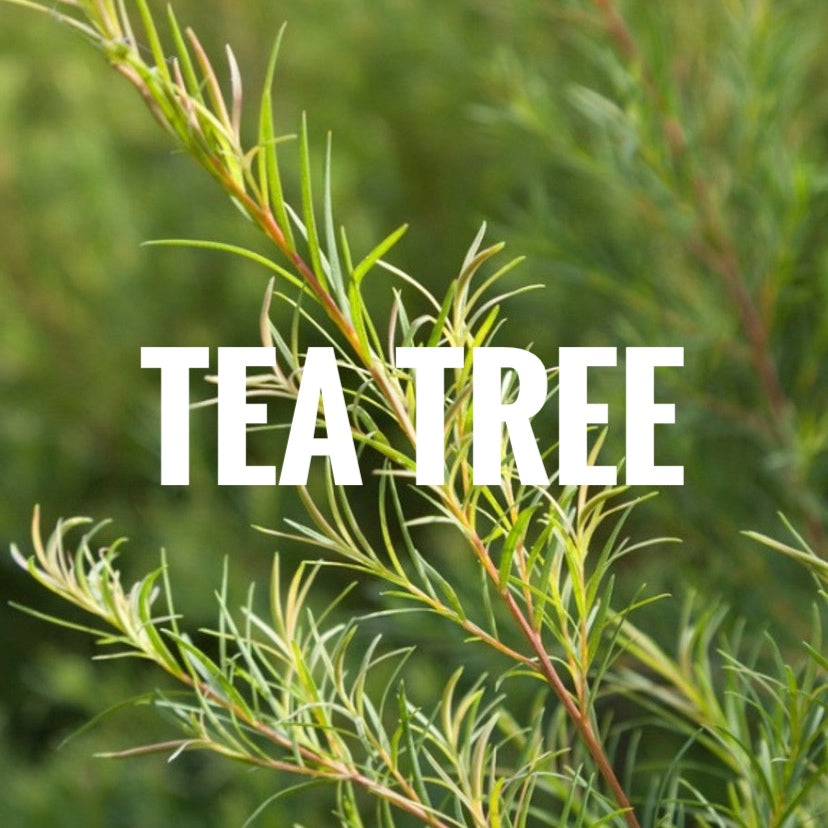 Tea Tree